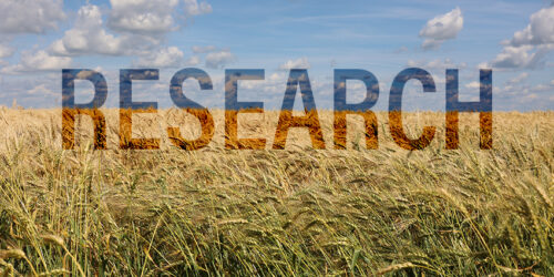 National Wheat Research Priorities – The Next Five Years