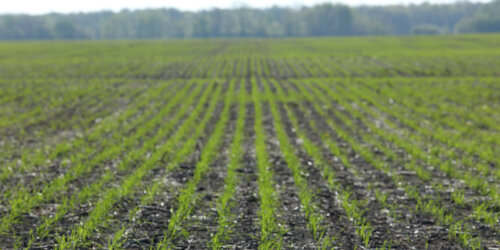 RELEASE: Cereals Canada Launches the 2026 Growing Season Progress Report RELEASE: Cereals Canada Launches the 2026 Growing Season Progress Report