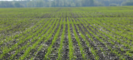 RELEASE: Cereals Canada Launches the 2026 Growing Season Progress Report