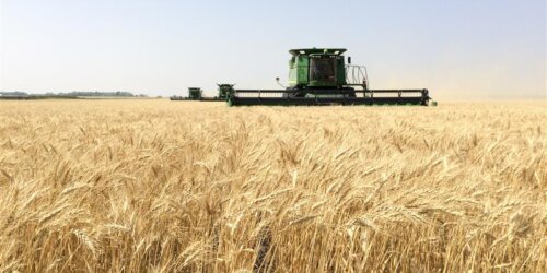 Cereals Canada Updates Wheat Production Numbers