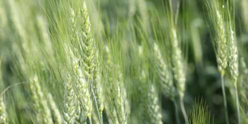 RELEASE: Cereals Canada Congratulates Michael Harvey on Appointment to Canada–U.S. Economic Advisory Committee