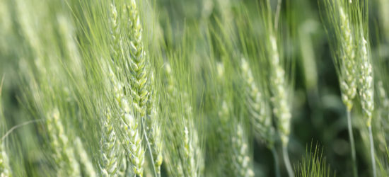 RELEASE: Cereals Canada Congratulates Michael Harvey on Appointment to Canada–U.S. Economic Advisory Committee